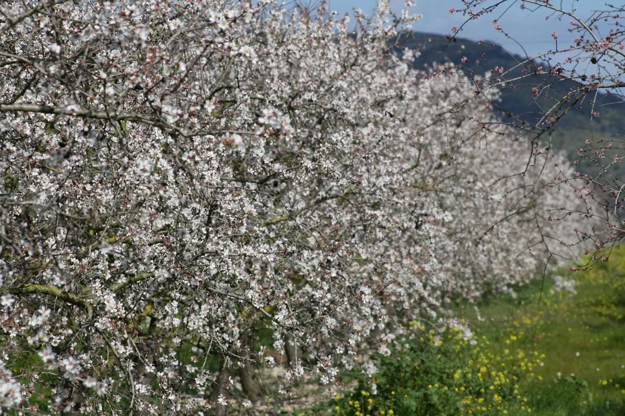 度假居 253 Finca Calderitx Etv3113 By Mallorca Charme 阿瑞安妮